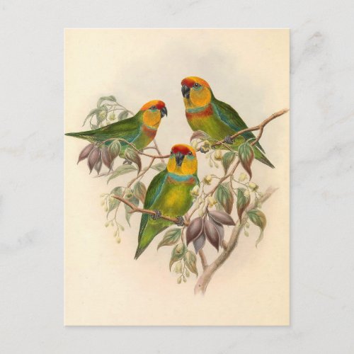 Parrots Vintage Bird Illustration Bohemian Postcard