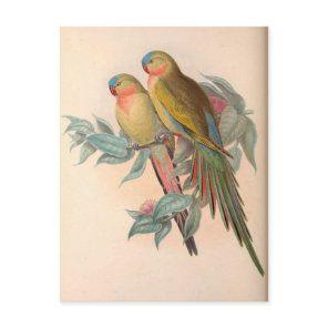 Parrots, Vintage, Bird Illustration, Bohemian Postcard