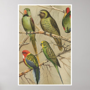 Parrots Vintage Tropical Birds Colorful Poster
