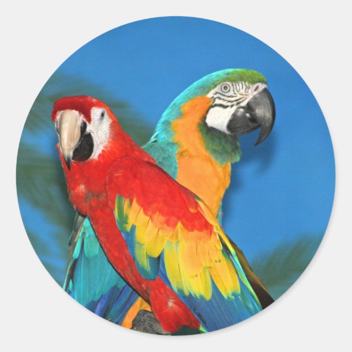 Parrots X Round Stickers