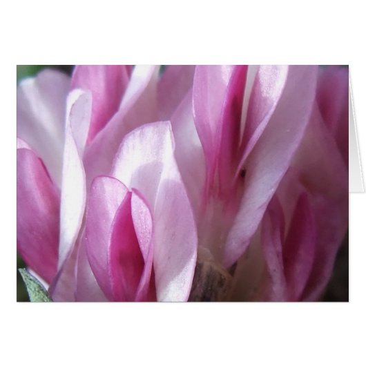 Parry's Clover Cards (Front Horizontal)
