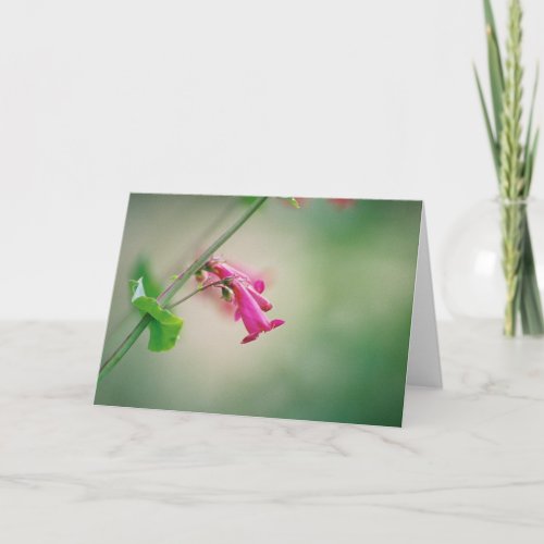 Parrys Penstemon Arizona Wildflower Card