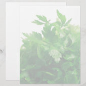 Parsley (Front/Back)