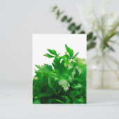 Parsley (Standing Front)