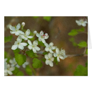 Parsley Haw Cards