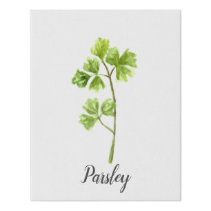 Parsley Herb Watercolor Illustration Faux Canvas Print
