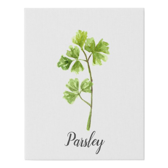 Parsley  Herb Watercolor Illustration Faux Canvas Print (Front)