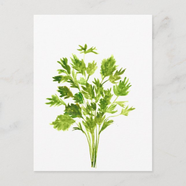 Parsley herbs Parsley watercolor plants green Postcard (Front)