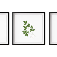 Parsley Illustration |  Herbs Kitchen Wall Art