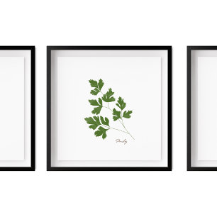Parsley Illustration Herbs Kitchen Wall Art