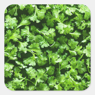 Parsley Square Sticker
