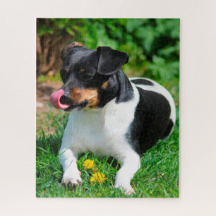 Parson Russell terrier. Jigsaw Puzzle