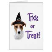 Parson Russell Terrier Trick (Front)