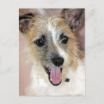 Parson Russell Terrier/Yorkie Mix Postcards