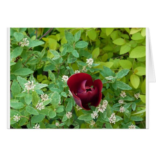 parterre de fleurs au printemps cards (Front Horizontal)