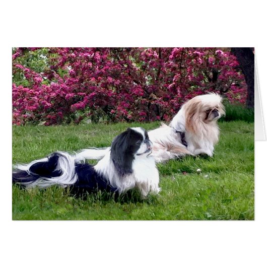 Parti-Color Pekingese Dogs (Front Horizontal)