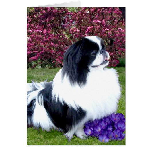 Parti-Color Pekingese Dogs (Front)