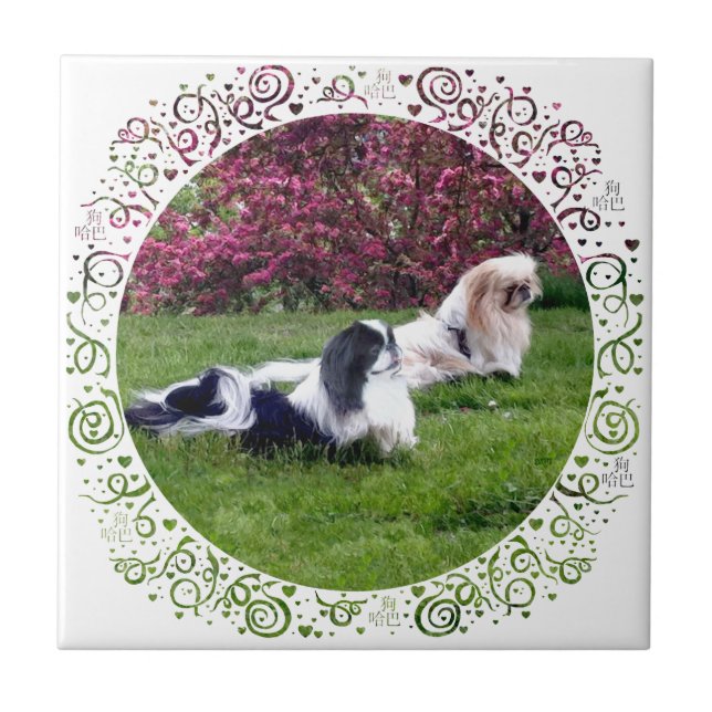 Parti-Color Pekingese Dogs Ceramic Tile (Front)