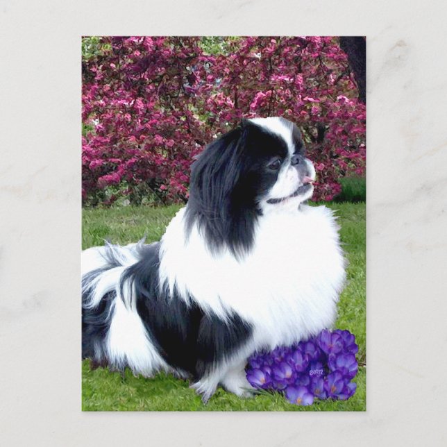 Parti-Color Pekingese Dogs Postcard (Front)