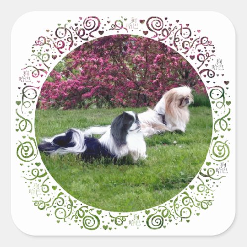 Parti_Color Pekingese Dogs Square Sticker