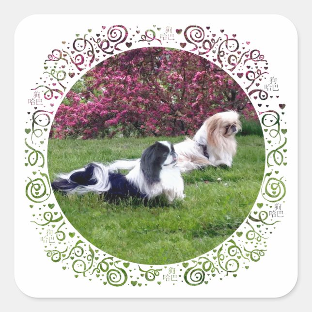Parti-Color Pekingese Dogs Square Sticker (Front)