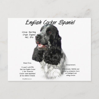 Parti English Cocker Spaniel History Postcard