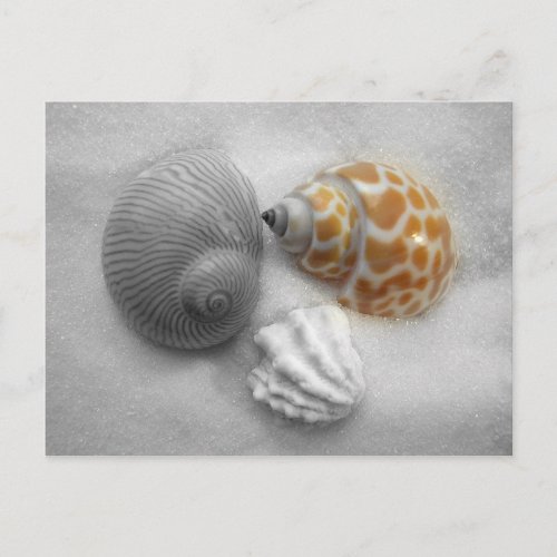 Partial Black and White Seashell Photography Postcard