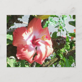 Partial Shade Postcard