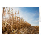 Partly Harvested Corn Field (Front Horizontal)