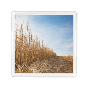 Partly Harvested Corn Field Acrylic Tray