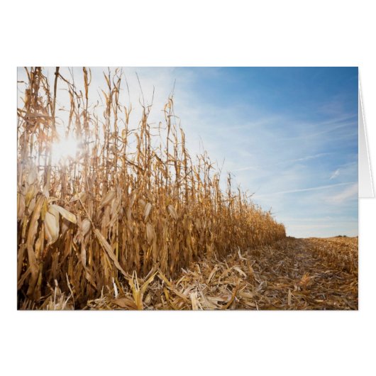 Partly Harvested Corn Field Cards (Front Horizontal)