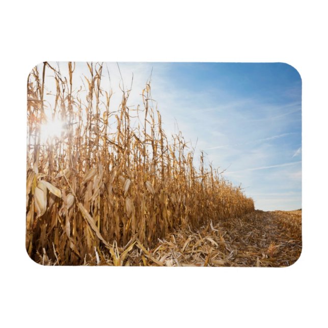 Partly Harvested Corn Field Magnet (Horizontal)