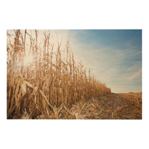 Partly Harvested Corn Field Wood Wall Art
