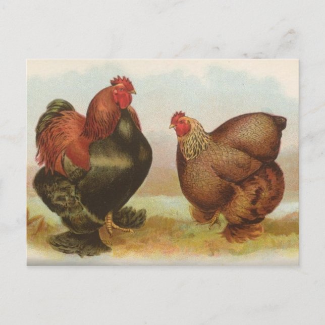 Partridge Cochins Postcard (Front)