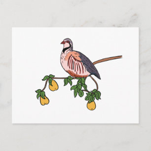 Partridge in a Pear Tree Postcard