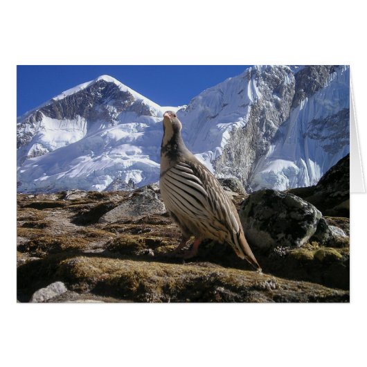 Partridge in Himalayas Card (Front Horizontal)