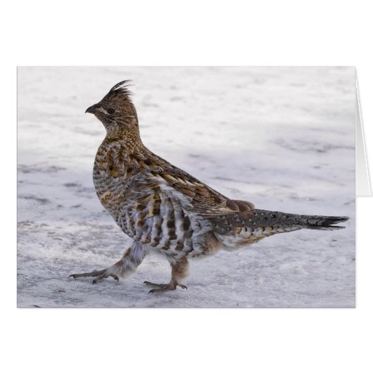 Partridge Strut Cards (Front Horizontal)