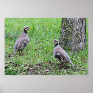Partridges Poster