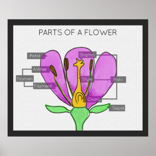 Parts of a Flower Poster