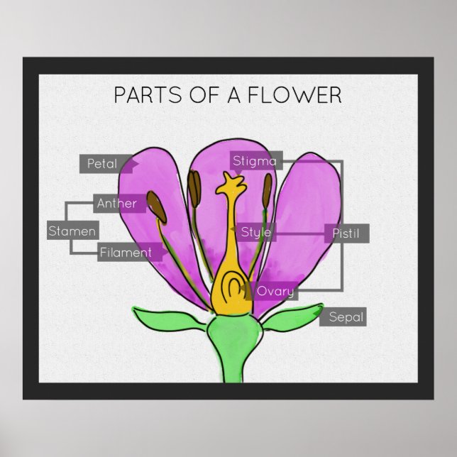 Parts of a Flower Poster (Front)