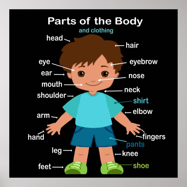 Parts of the Body Poster (Front)