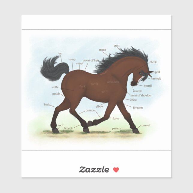 Parts of the Horse Anatomy on Bay Pony With Blaze Sticker (Sheet)