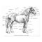 Parts of the Horse