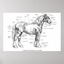 Parts of the Horse Poster
