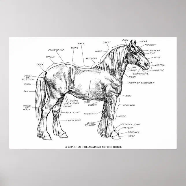 Parts of the Horse Poster | Zazzle