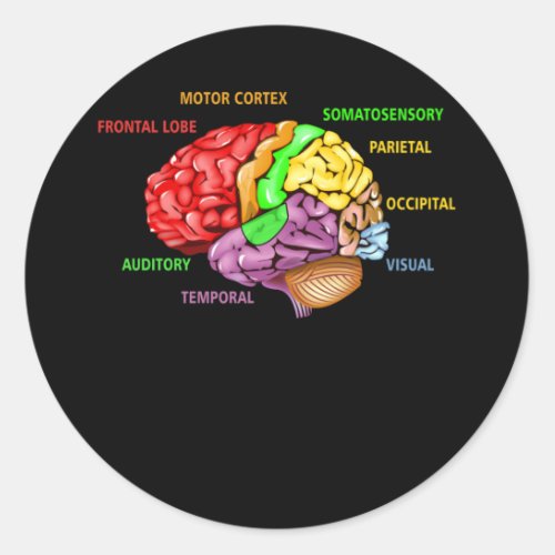 Parts The Brain Anatomy Colorful Diagram Learning Classic Round Sticker