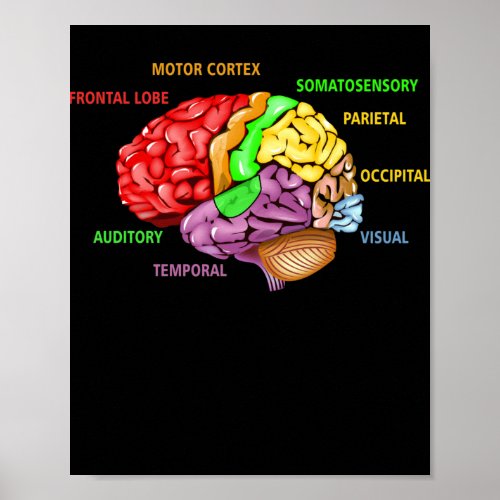 Parts The Brain Anatomy Colorful Diagram Learning Poster