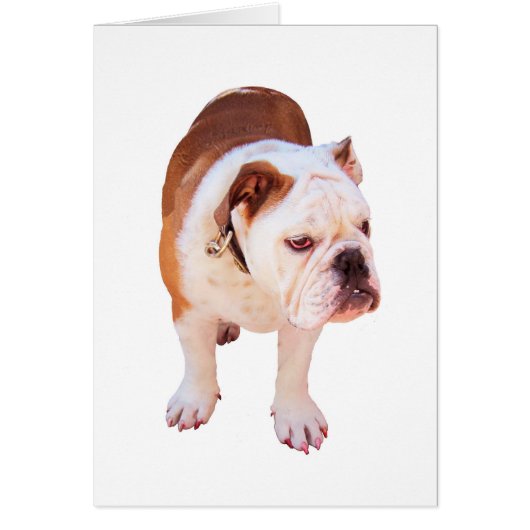 Party Animal Cards (Front)