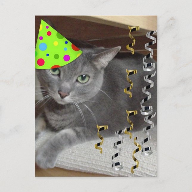 Party Animal Gray Cat Invitation Postcard (Front)