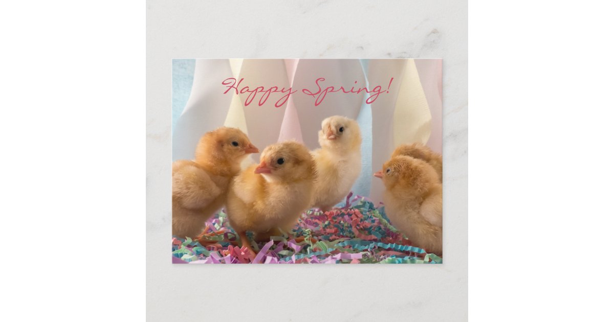 Party Chicks Yellow Baby Chickens Streamers Invitation Postcard